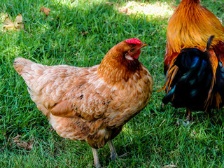 Roosters and chickens run wild around the ponds. Western Springs Pond. Auckland, New Zealand