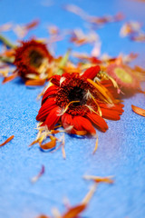 Colorful flowers on light blue background. Empty Place For A Text Top View