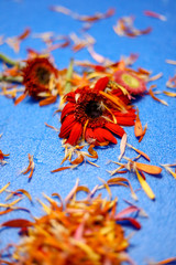Colorful flowers on light blue background. Top View