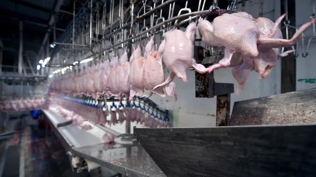 chicken factory process conveyor meat industrial line