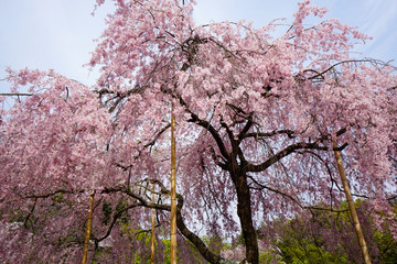 法金剛院の枝垂れ桜