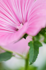 Bl&uuml;te einer Bechermalve