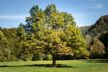 Naklejka premium An oak in front of an autumn forest