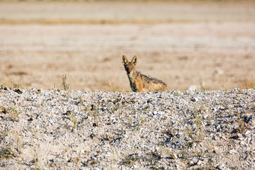 A jackal standing in the desert and looking into the camera, Etosha, Namibia, Africa