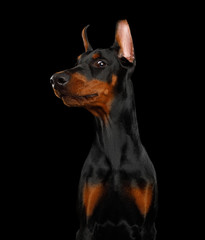 Fototapeta na wymiar Funny Portrait of Sneaky Doberman Dog on isolated Black background