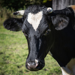 A cow looking direkt to you