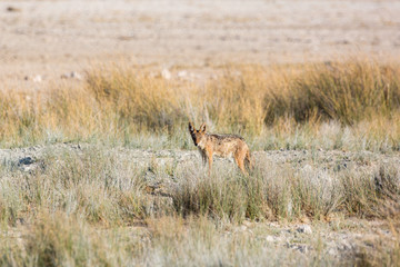 A jackal in the middle of high grass, Etosha, Namibia, Africa