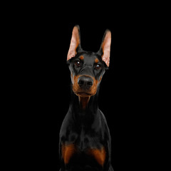Cute Portrait of Doberman Dog Gazing on isolated Black background