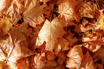 Kiev, Ukraine, golden autumn, Canadian maple leaves