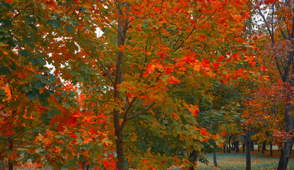 Autumn maple leaves with natural beautiful color