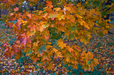 Autumn maple leaves with natural beautiful color