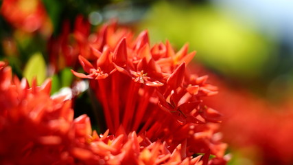 Close up group blossom Ixora lobbii Loudon or  Ixora chinensis Lamk flower on natural background.