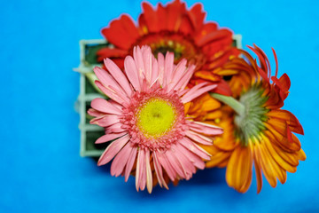 flowers on light blue background. Empty Place For A Text Top View