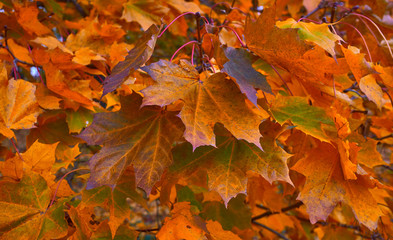 Autumn maple leaves with natural beautiful color