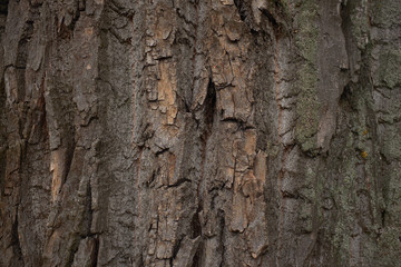 A very old tree bark texture on a big tree