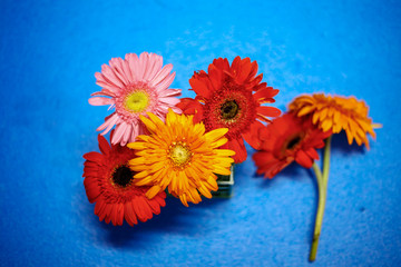 flowers on light blue background. Empty Place For A Text Top View