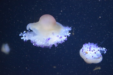 Obraz na płótnie Canvas Closeup beautiful jellyfish swimming in the deep blue sea