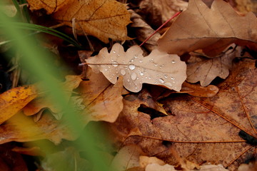 autumn leaves on wooden background