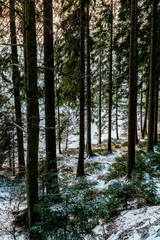 Dense forest on the snow-covered Arbersee lake
