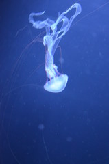 Closeup beautiful jellyfish swimming in the deep blue sea