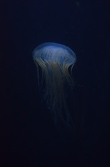 Closeup beautiful jellyfish swimming in the deep blue sea
