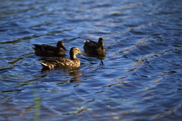 Brown motley female ducks swims in the calm waters of pond. A curious waterfowl swam closer. Silhouette of a bird isolated on a background water. The setting sun shines on a duck. Detailed closeup