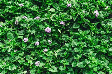 Nature background flat lay of green leaves with vintage filter