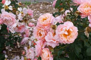 Yellow rose in botanical garden