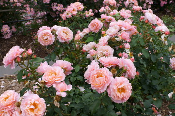 Yellow rose in botanical garden