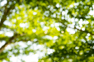 Natural green bokeh abstract background