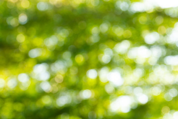 Obraz premium Natural green bokeh abstract background