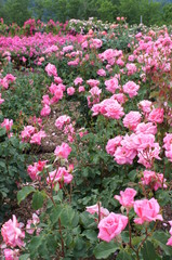 Yellow rose in botanical garden