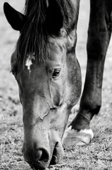 portrait of a horse