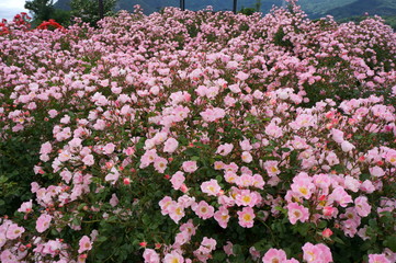 Yellow rose in botanical garden