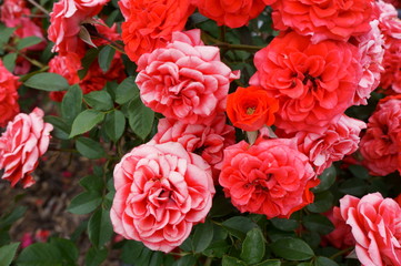 Yellow rose in botanical garden