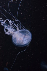 Closeup beautiful jellyfish swimming in the deep blue sea
