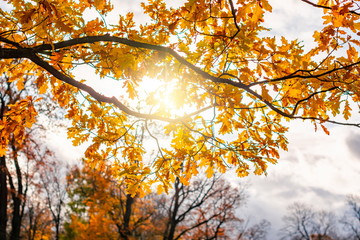 Oak tree leaves under evening sun in autumn