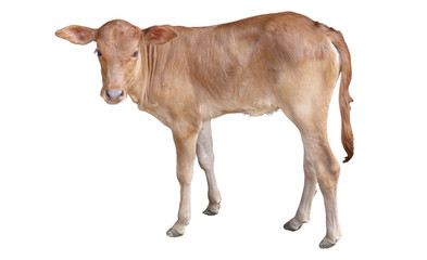 Chalale Cattle lying on a white background