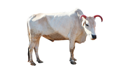Chalale Cattle lying on a white background