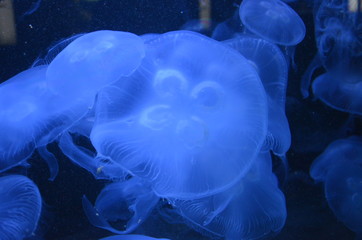 Closeup beautiful jellyfish swimming in the deep blue sea