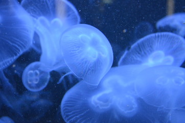 Closeup beautiful jellyfish swimming in the deep blue sea