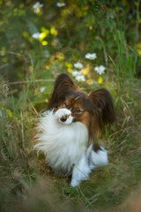 Cute and funny papillon dog sitting in the field in fall. Continental toy spaniel outdoors