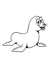 Obraz premium Seehund meer wasser süss lieb lustig tier schwimmen eis Pazifik atlantik fische 1c