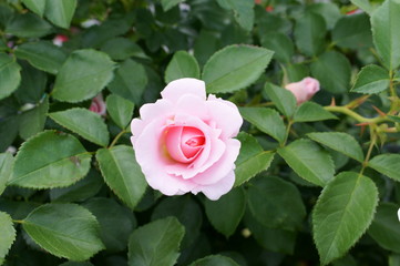 Pink roses in the botanical garden