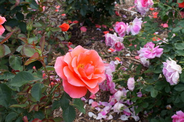 Fototapete bei efototapeten.de bestellen   