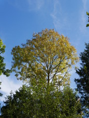 Baum mit gelbem Laub im Herbst