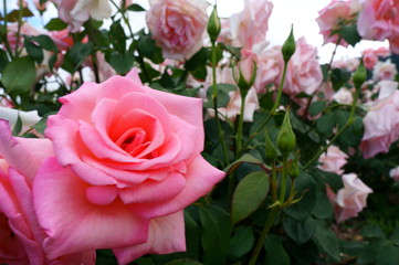 Fototapete bei efototapeten.de bestellen   