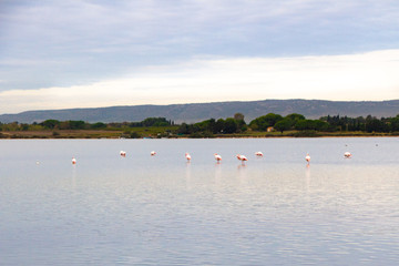 Flamants rose sur l'étang