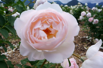 Fototapete bei efototapeten.de bestellen   