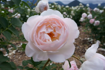 Fototapete bei efototapeten.de bestellen   